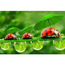 Test image