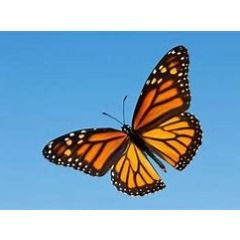 Test image